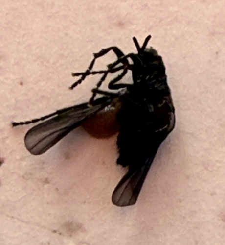 Unknown species found near Second Ave NE, Saint Petersburg, FL, US