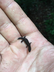 Pseudogonatodes guianensis