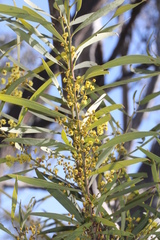 Acacia rubida