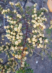Larrea nitida