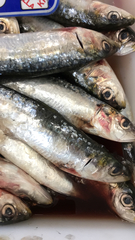 Sardina pilchardus