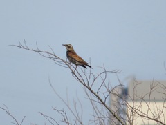 Turdus eunomus