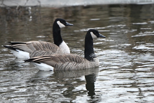 Canada Goose