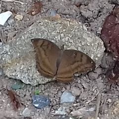 Junonia iphita