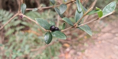 Pimelea drupacea