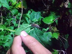 Lepidoptera