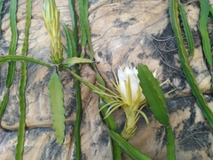 Selenicereus undatus