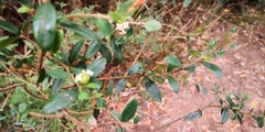 Pimelea drupacea