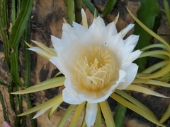 Selenicereus undatus