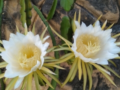 Selenicereus undatus