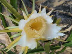 Selenicereus undatus