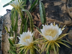 Selenicereus undatus