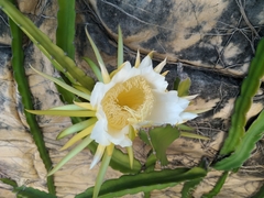 Selenicereus undatus