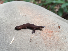 Pseudogonatodes guianensis