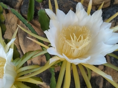 Selenicereus undatus