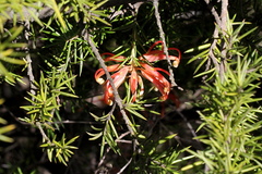 Grevillea juniperina