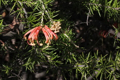 Grevillea juniperina
