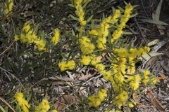 Acacia lanigera