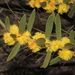 Acacia lanigera - Photo (c) Pete Woodall, algunos derechos reservados (CC BY-NC), uploaded by Pete Woodall