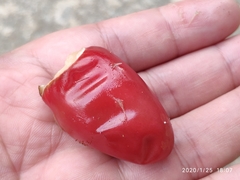 Cola gigantea