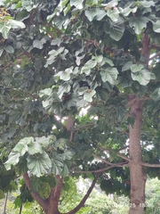 Cola gigantea