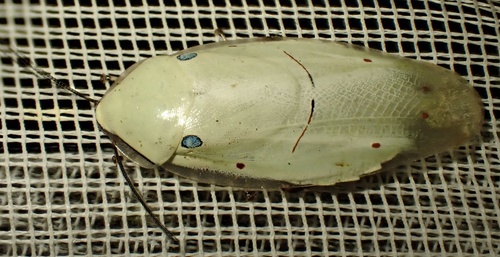 Panchlora regalis