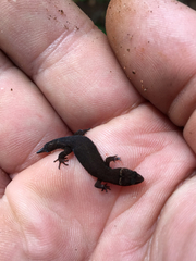 Pseudogonatodes guianensis