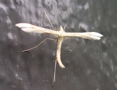 Gillmeria pallidactyla