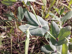 Pisum sativum sativum