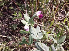 Pisum sativum sativum