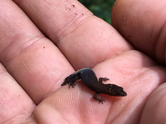 Pseudogonatodes guianensis