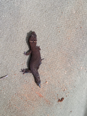 Pseudogonatodes guianensis