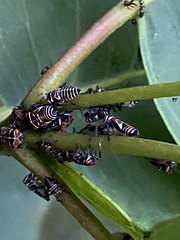 Eurymeloides punctata