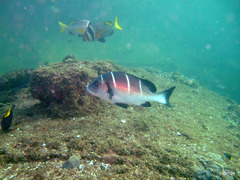 Plectorhinchus playfairi