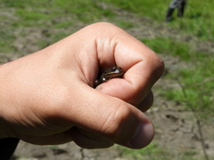 Leptodactylus latinasus