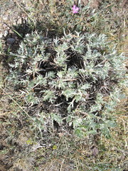 Oxytropis tragacanthoides