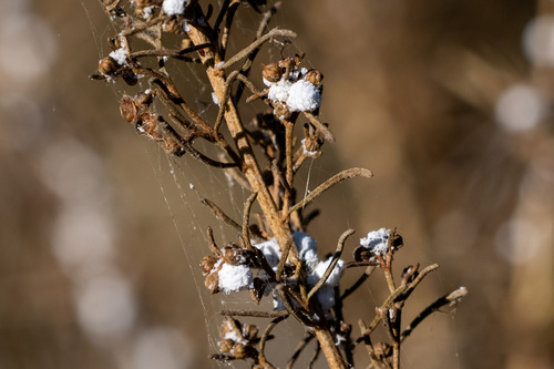iNaturalist observation photo of Sagebrush Woolly Stem Gall Midge