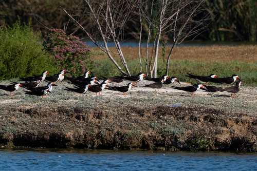 iNaturalist observation photo of Black Skimmer