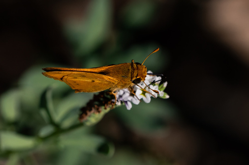 iNaturalist observation photo of Fiery Skipper