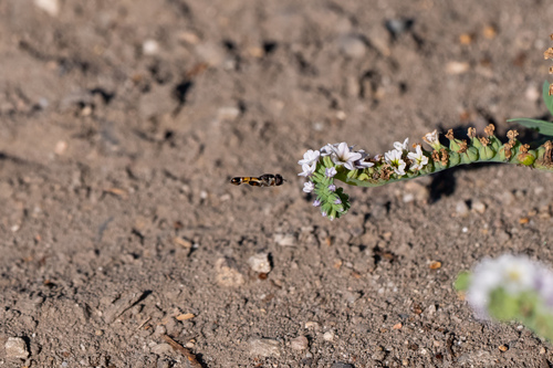 iNaturalist observation photo of Peg-legged Compost Fly