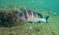 Plectorhinchus playfairi
