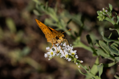 iNaturalist observation photo of Fiery Skipper