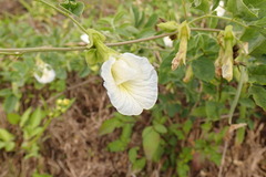 Clitoria ternatea albiflora