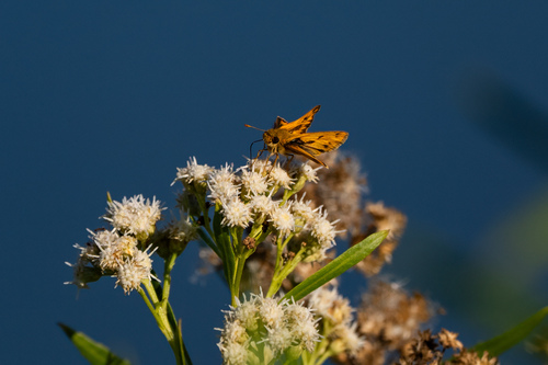 iNaturalist observation photo of Fiery Skipper