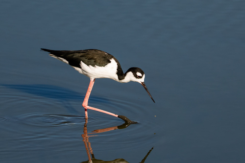 iNaturalist observation photo of Black-necked Stilt