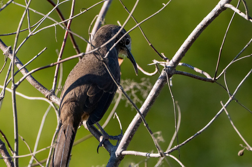 iNaturalist observation photo of California Thrasher