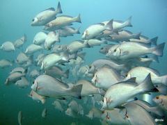 Plectorhinchus schotaf