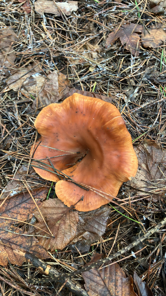 Paralepista flaccida · December 2025 · photo: © bartosz_cichosz (iNaturalist, cc0)