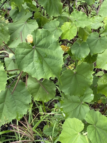 Abutilon indicum iNat (2)