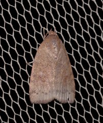 Austrocarea iocephala